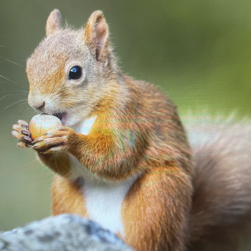 🌰🌰🌰 Nuts For Bundles 🌰🌰🌰